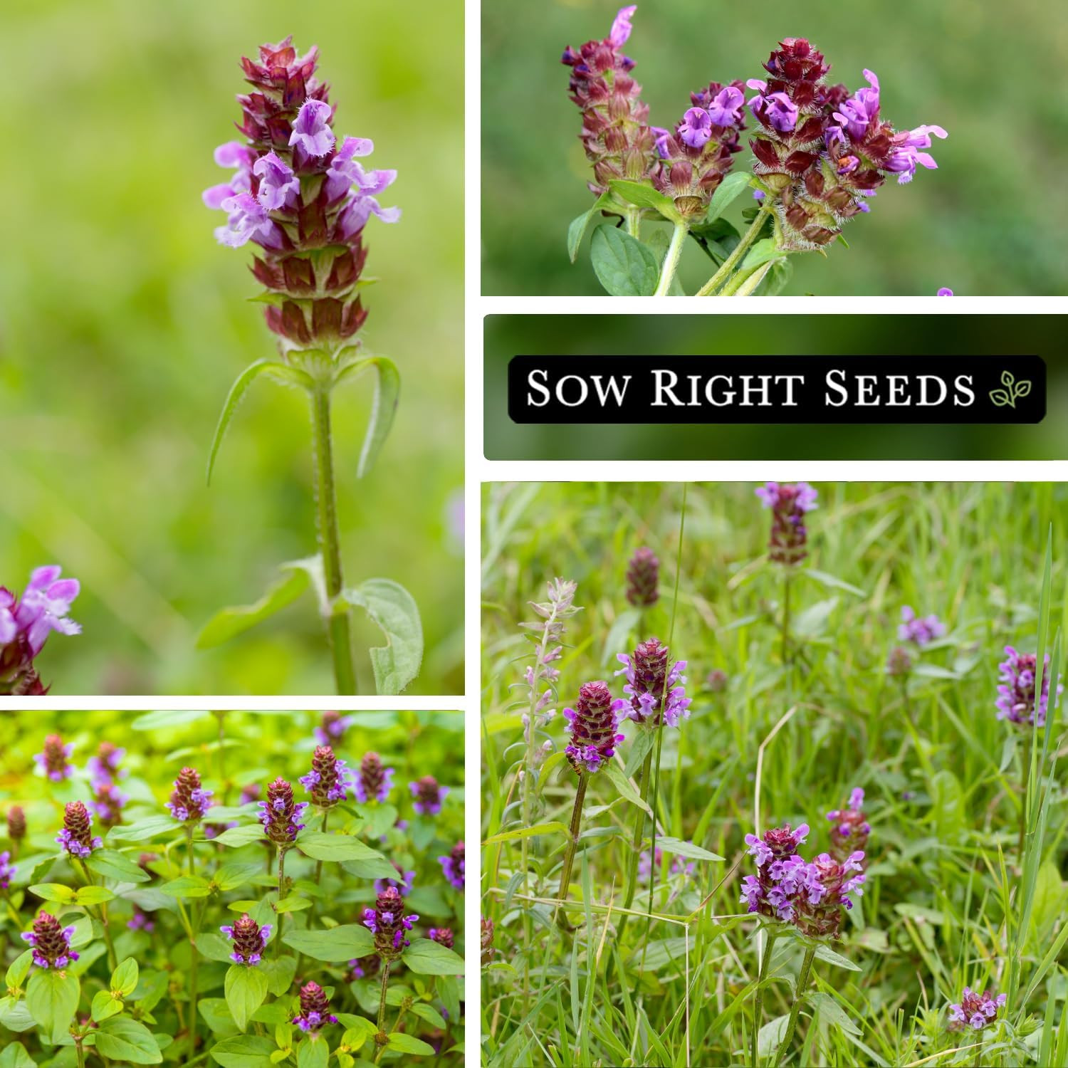 Sow Right Seeds – Heal-All Seeds for Planting – Self Heal Prunella Vulgaris – No