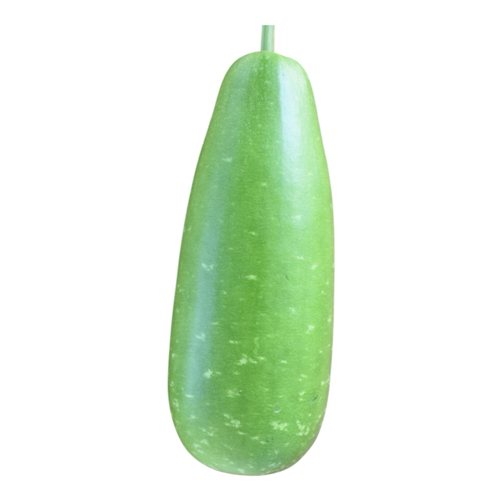 Big Bottle Gourd seeds || Nandini F1 Bangladeshi Lau Seeds || 8 Deshi Lau seeds