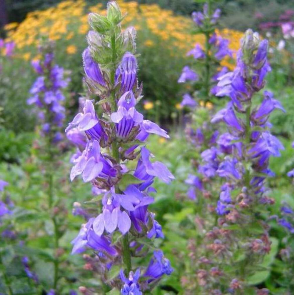 Pollinator Garden Boxed Seed Collection ~Native Wildflower Pollinator Attractors