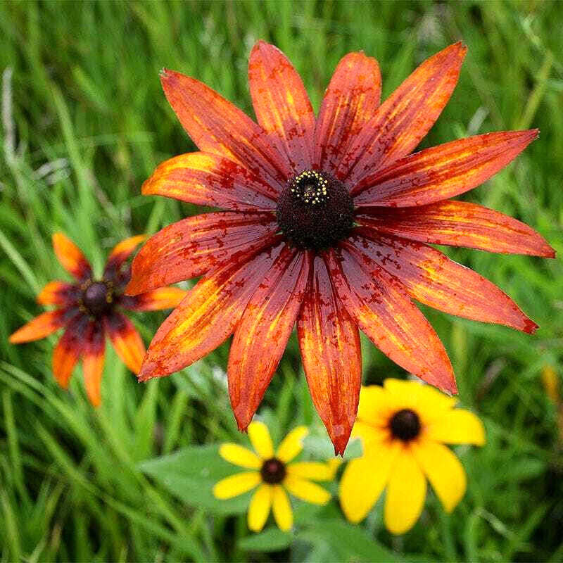 1000+ Annuals & Perennials WildFlower Mix Heirloom Pollinator Non-GMO Fresh Seed