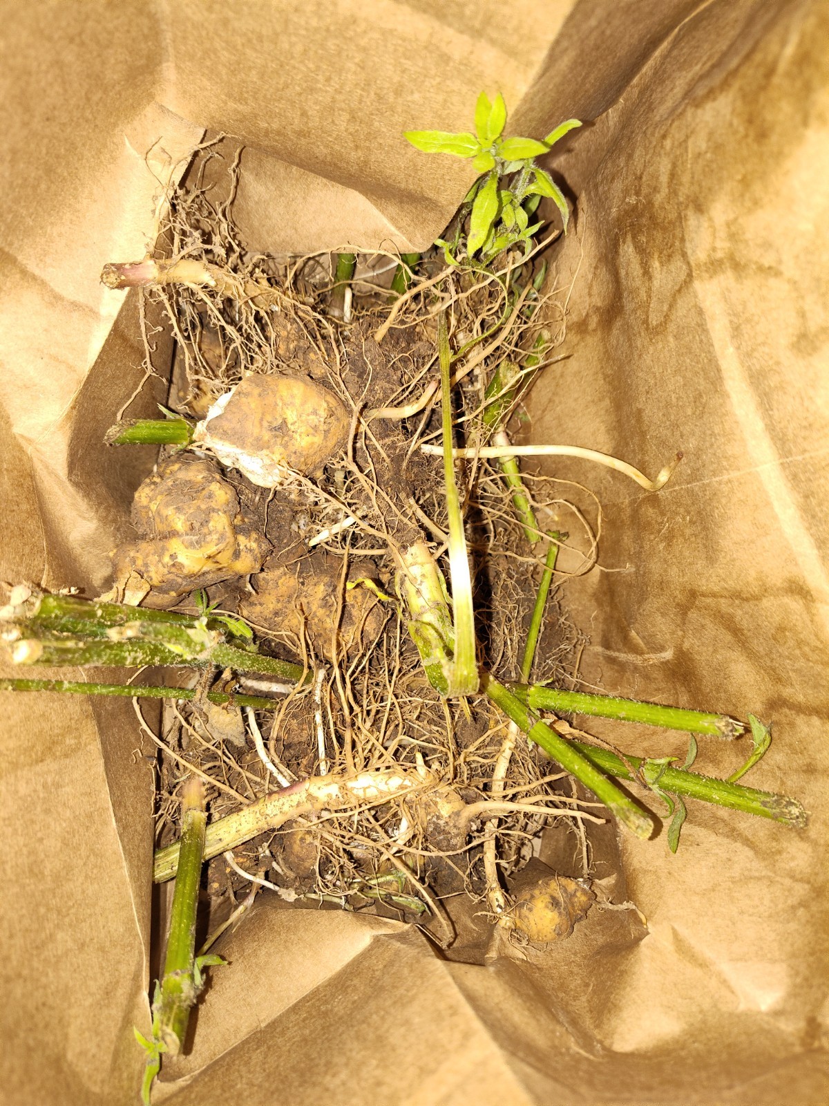 Jerusalem Artichokes tubers Sunchokes  10+ starts freshly dug for planting