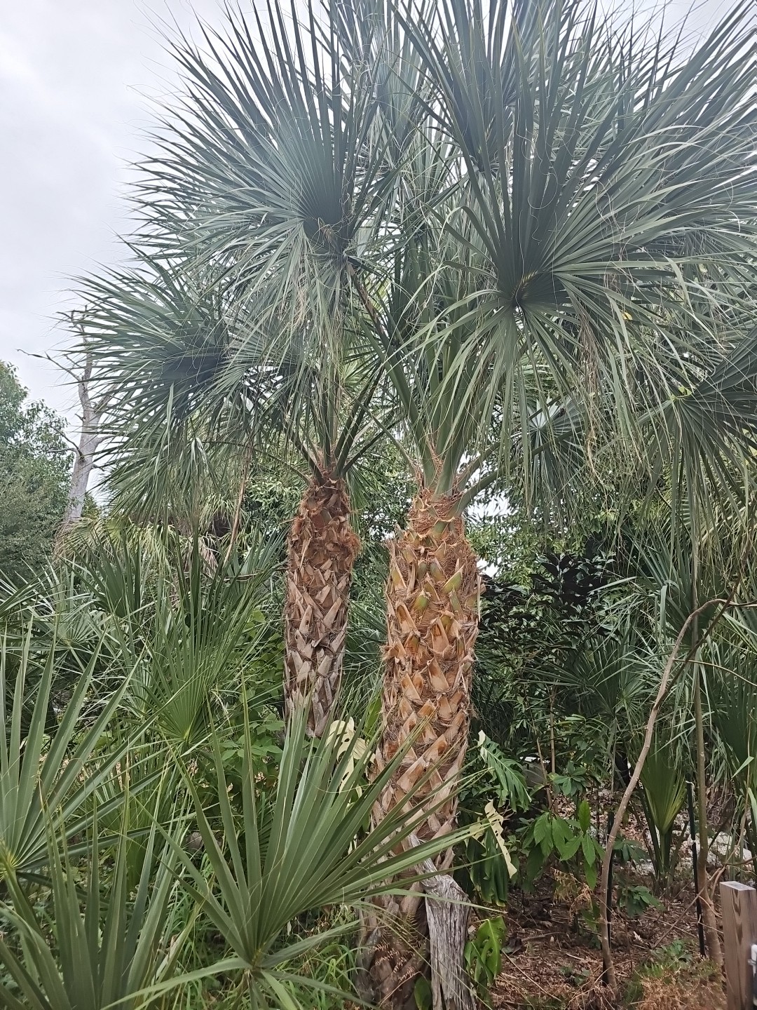 SABAL PALMETTO Cabbage Palm 50 Tree Seeds Florida Native Grown Palms
