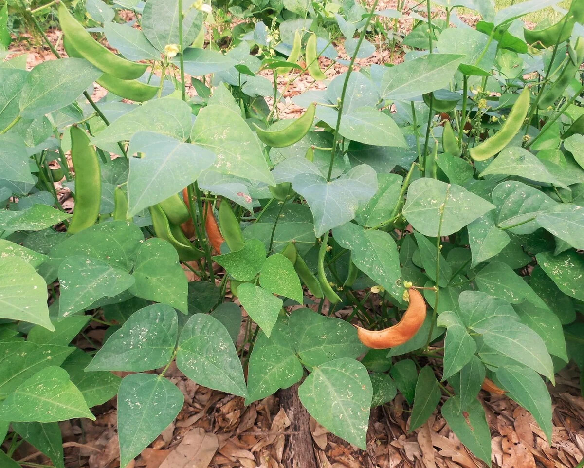 25+ seeds,Jackson Wonder Lima Bean, Open pollinated, Heirloom, Non-GMO