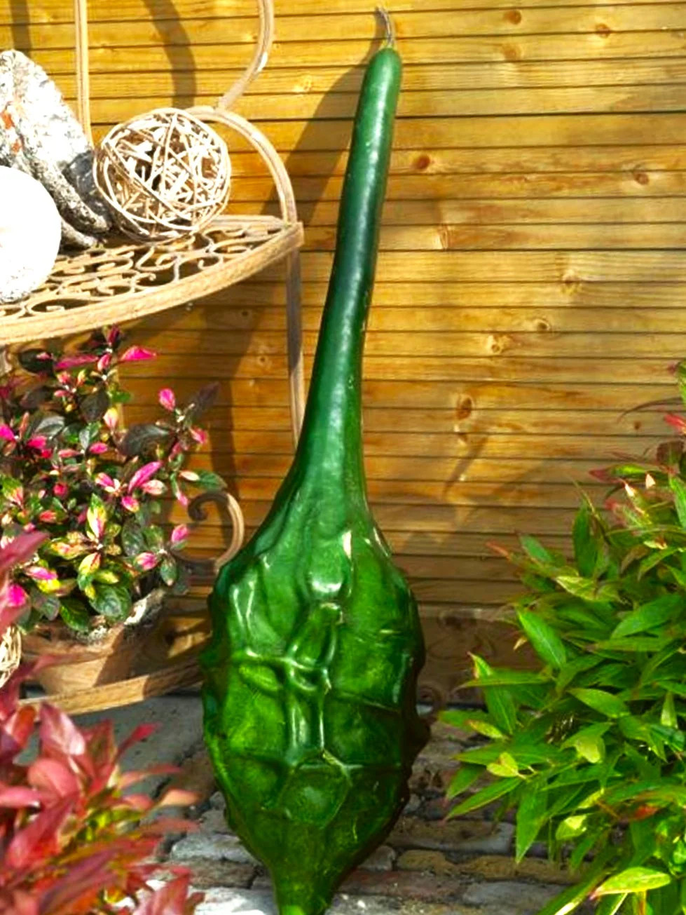 Caveman’s Club Gourd Seeds | Maranka Ornamental Birdhouse Bottle Craft Seed 2025