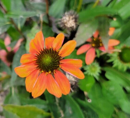 100 SEEDS CHEYENNE SPIRIT CONEFLOWER Echinacea in Orange Red Yellow Purple Pink