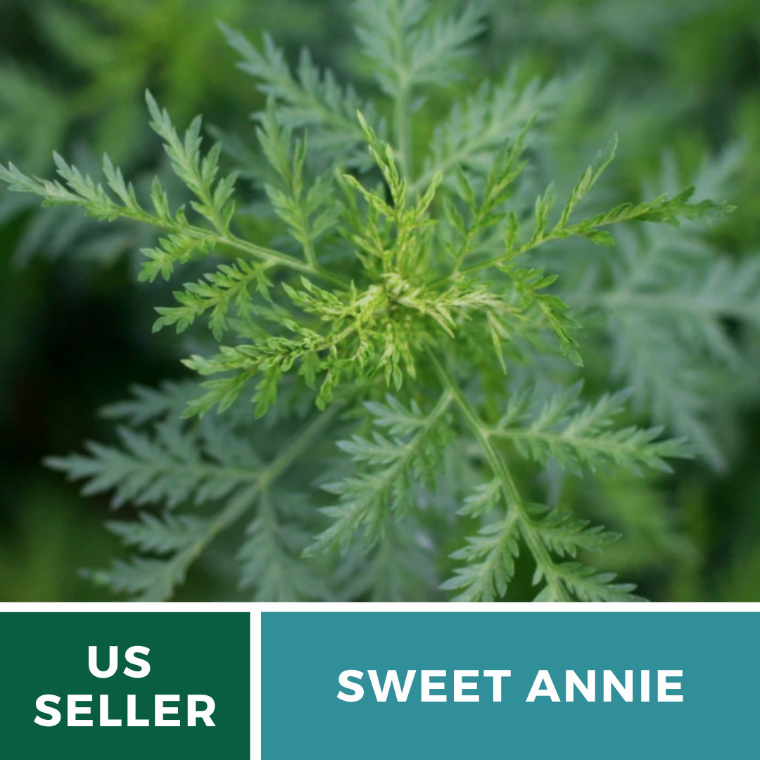 Sweet Annie – 50 Seeds – Medicinal Herb – GMO Free (Artemisia annua)