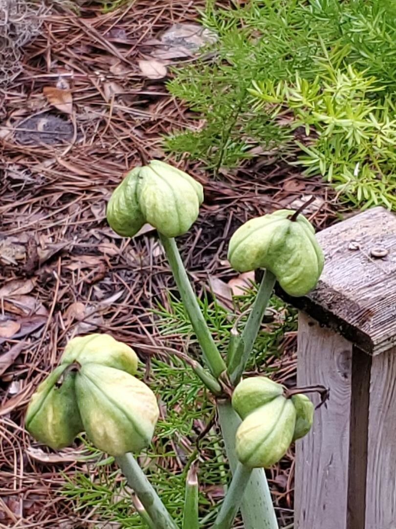12+ Red St Joseph Heirloom Amaryllis Seeds collected May 2024 with Instructions