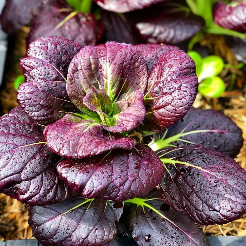Purple Lady Bok Choy Seeds | USA Pak Choi Pok Chinese Asian Vegetable Seed 2024