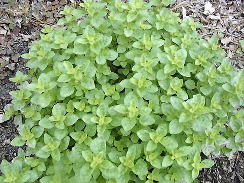 OREGANO SEED, ITALIAN, HERB SEED, HEIRLOOM, 500 SEEDS, NON GMO, ORGANO
