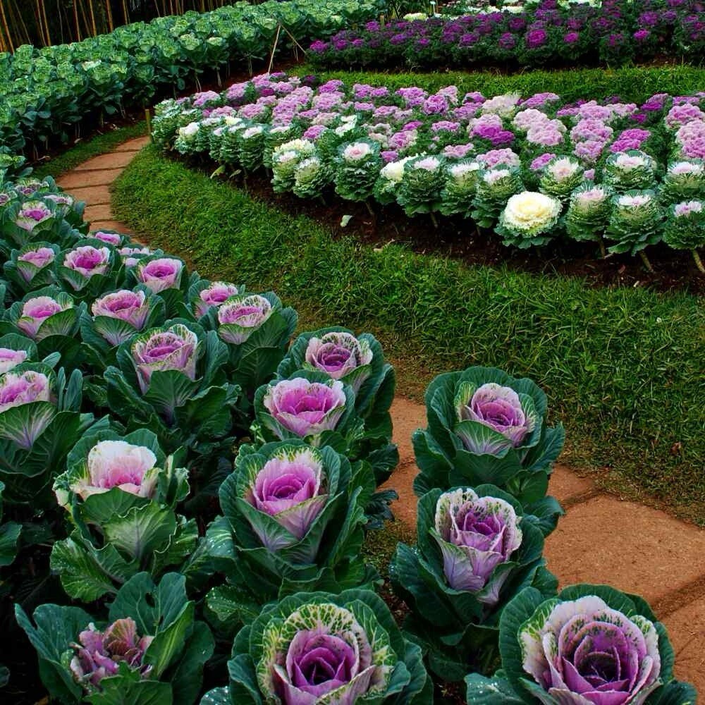 Ornamental Cabbage Seeds (Brassica Oleracea) -QTY 25 SEEDS | Beautiful Flower US