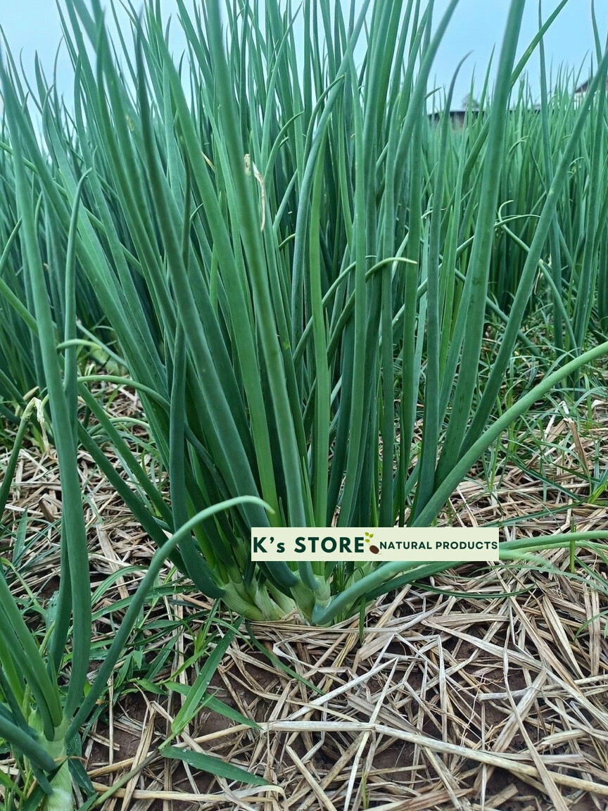 White Bunching Onion Seeds, Scallions, NON-GMO, Heirloom, FREE SHIPPING