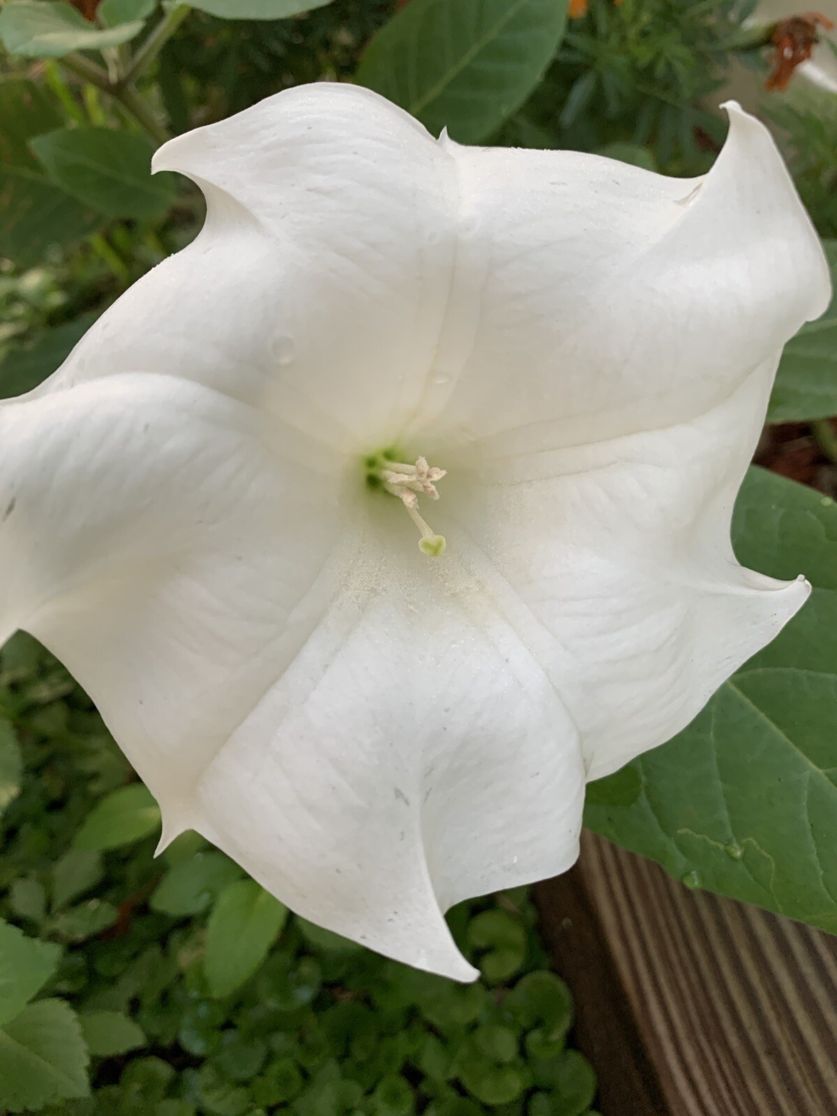 (200 SEEDS) White Moon Flower Angel’s Trumpet Day&Night Bloom Datura. 2023 Seeds