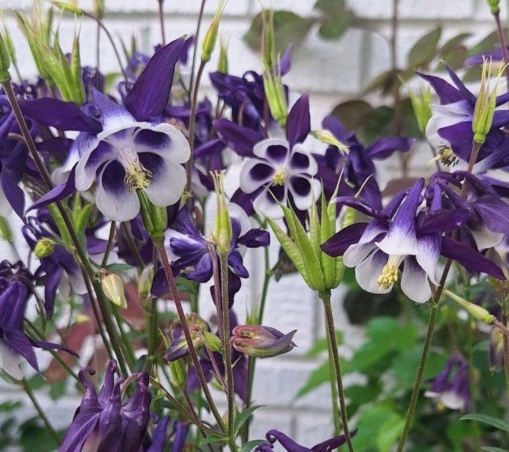 Kirigami Deep Blue And White Columbine Seeds – Packet Of 50