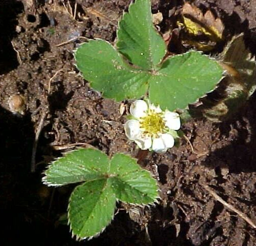 25 SEEDS BIG SWEET MAMA STRAWBERRY PRODUCE SUPER HUGE SWEET STRAWBERRIES ENJOY
