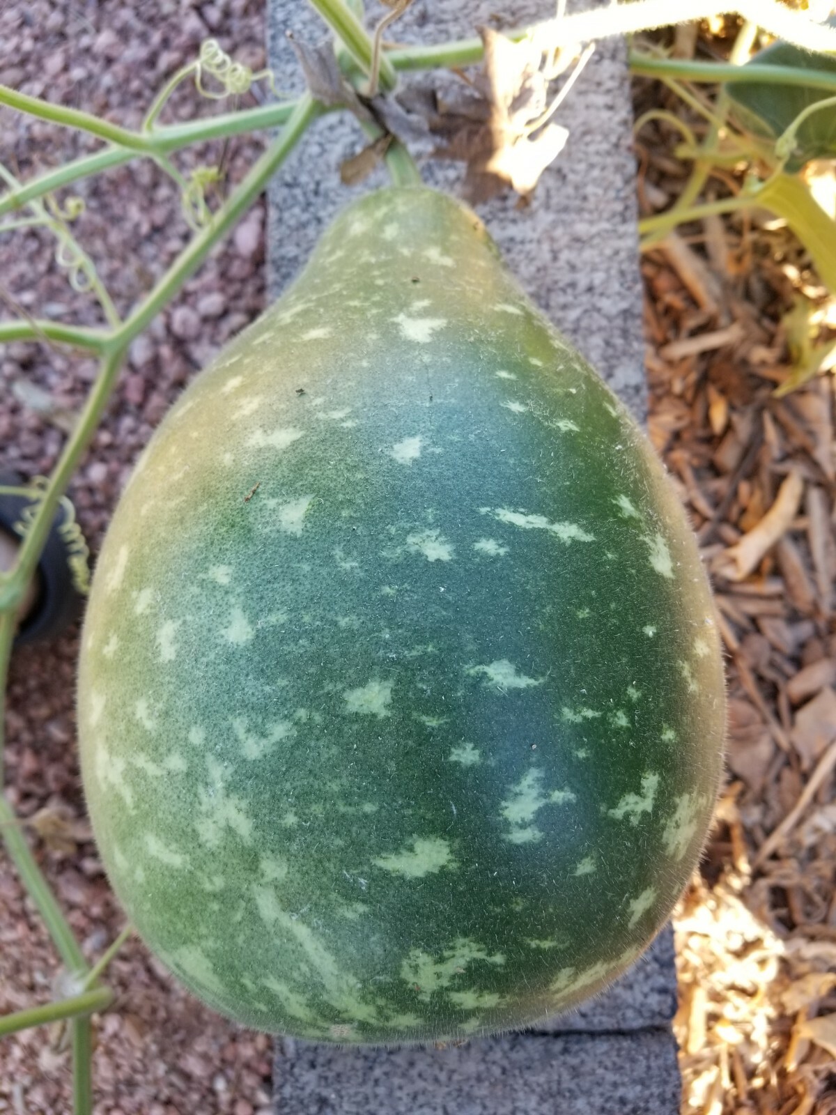 100 Birdhouse Bottle / Speckled SWAN GOURD Lagenaria Organic Seeds US Grower