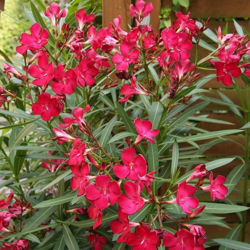 Red Oleander, Fresh Flower Nerium Tree Bush House Plant, 60 2024 Seeds (07)
