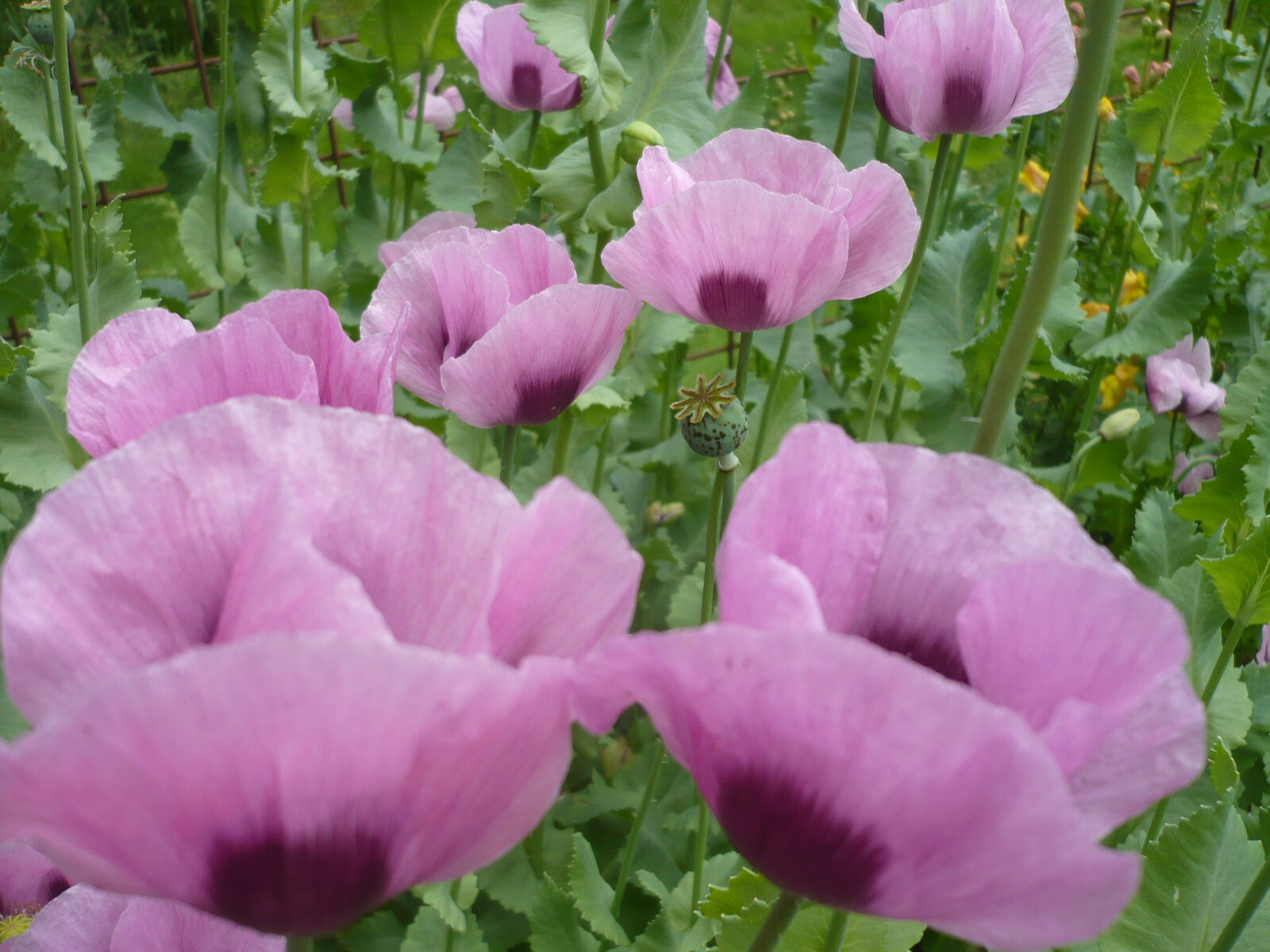 Best Seller! Tazzy Purple, Wizard Red, Afghan Pink Mix 10,000 seeds PoppyQueen👑