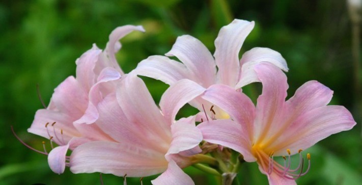 3 Lycoris Squamigera Bulbs (Surprise Lily / Naked Lady) FREE SHIPPING