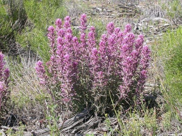 Castilleja angustifolia | Desert Indian Paintbrush | 100 Seeds
