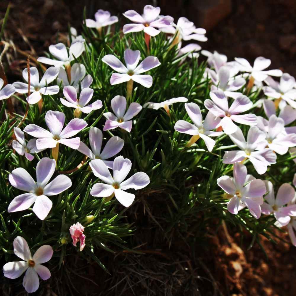 5000 Seeds White Mountain Phlox Seed For Planting – Phlox Wildflower Seeds
