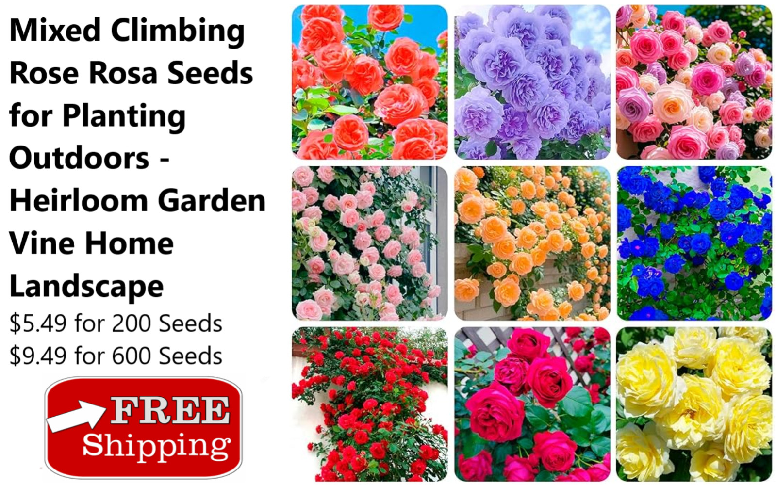 Mixed Climbing Rose Rosa Seeds for Planting Outdoors -Heirloom Garden Vine Home