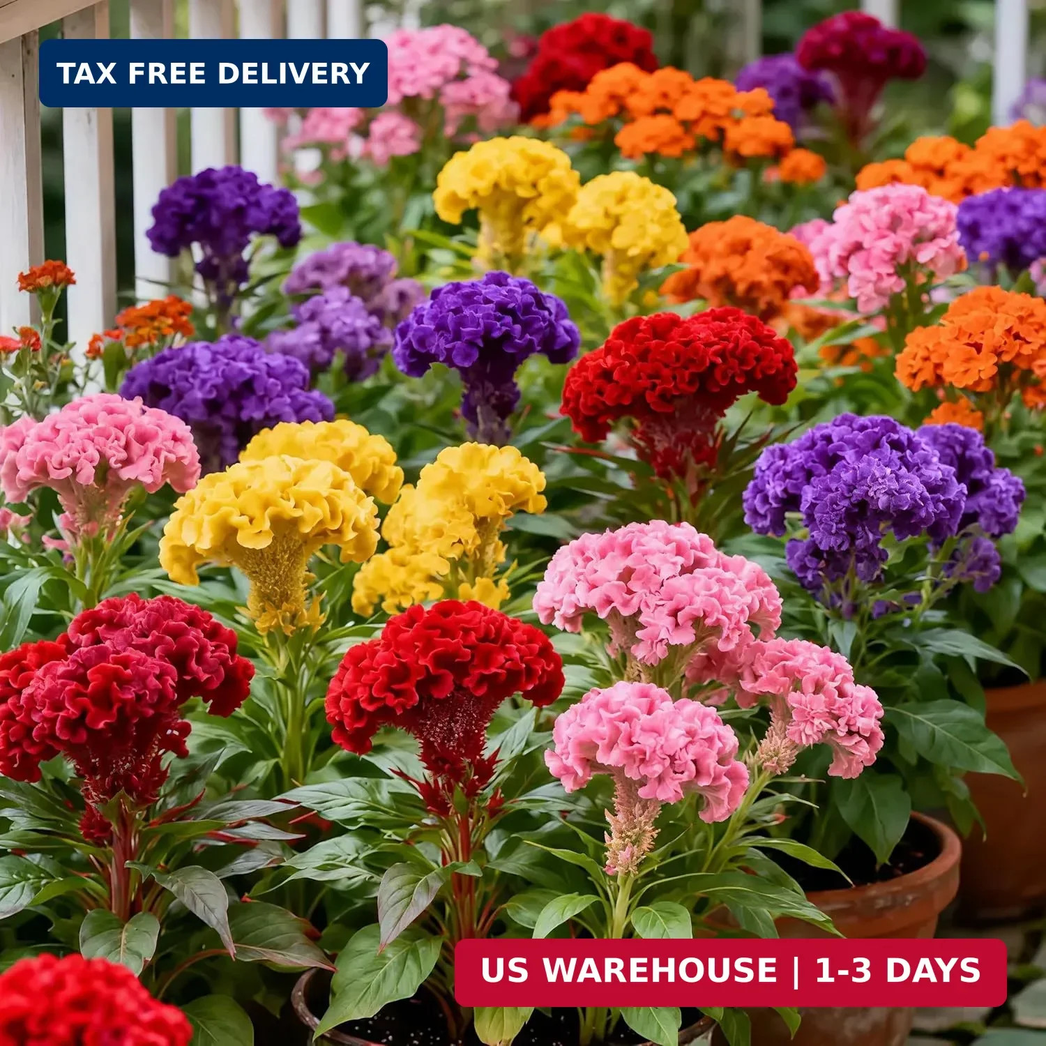 Mixed Cockscomb Seeds (Celosia Cristata) – 300 Pcs Annual, Heat & Drought Tolera