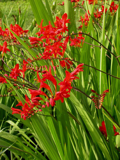 CROCOSMIA LUCIFER 100 SEEDS, bright red flowers, EZ to grow seeds, USA seller