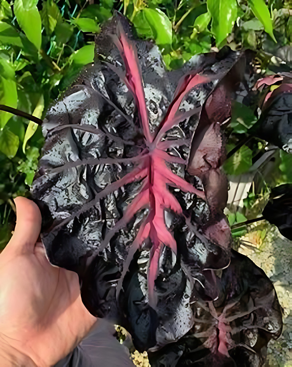 AUTHENTIC Colocasia Thunderstorm 1 bulbs
