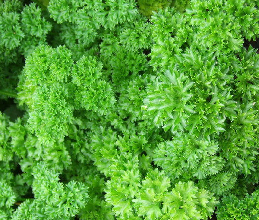 PARSLEY MOSS CURLED Petroselinum Crispum – 1,000 Bulk Seeds