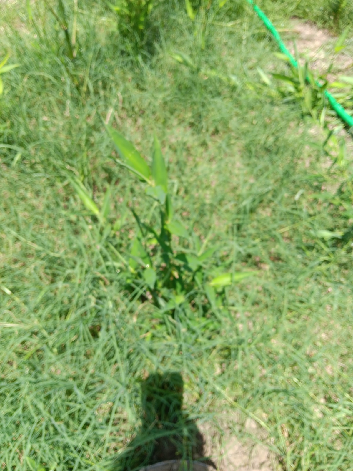 Bamboo Plants Live Starter Plant 10 Rizomes Organic Aurea Bamboo