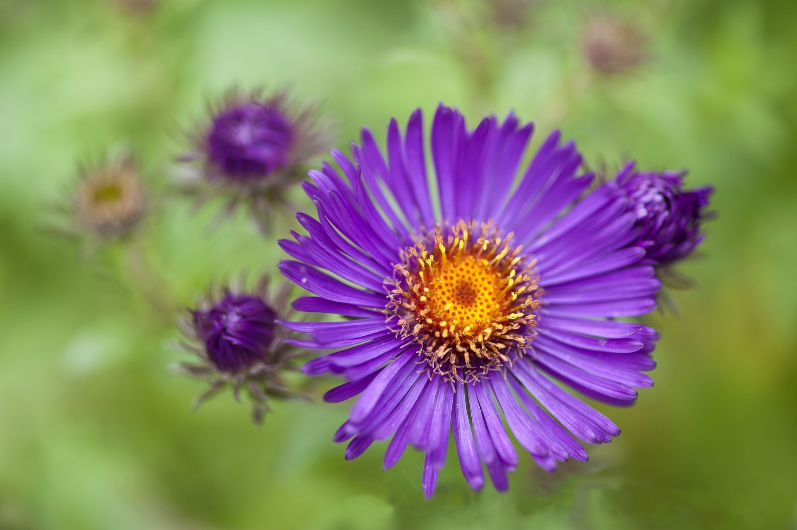 301+GIANT CALIFORNIA CHINA ASTER Mix Seeds Cut Flowers Summer Garden Container