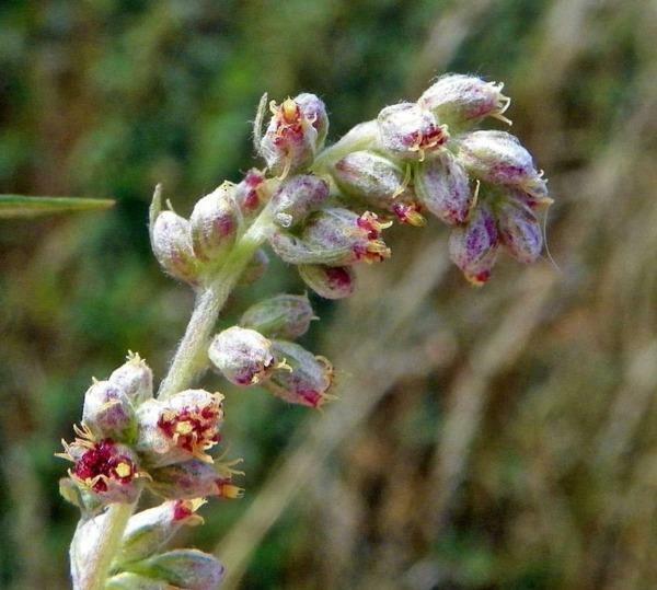 Artemisia vulgaris | Common Mugwort | Sailor’s Tobacco | Felon Herb | 20 Seeds