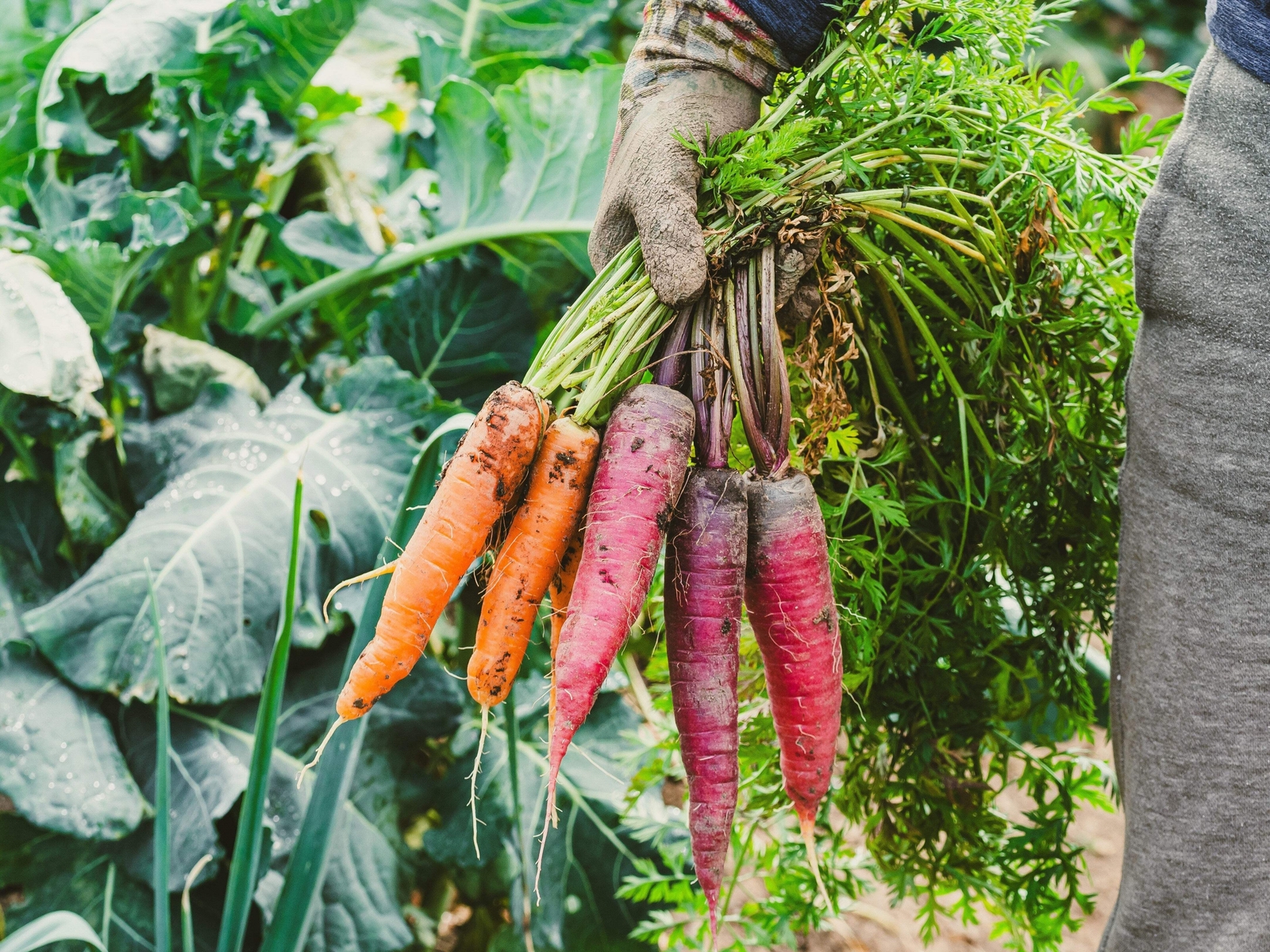 500 RAINBOW CARROT MIX White Red Yellow Purple Orange Daucus Carrota Seeds