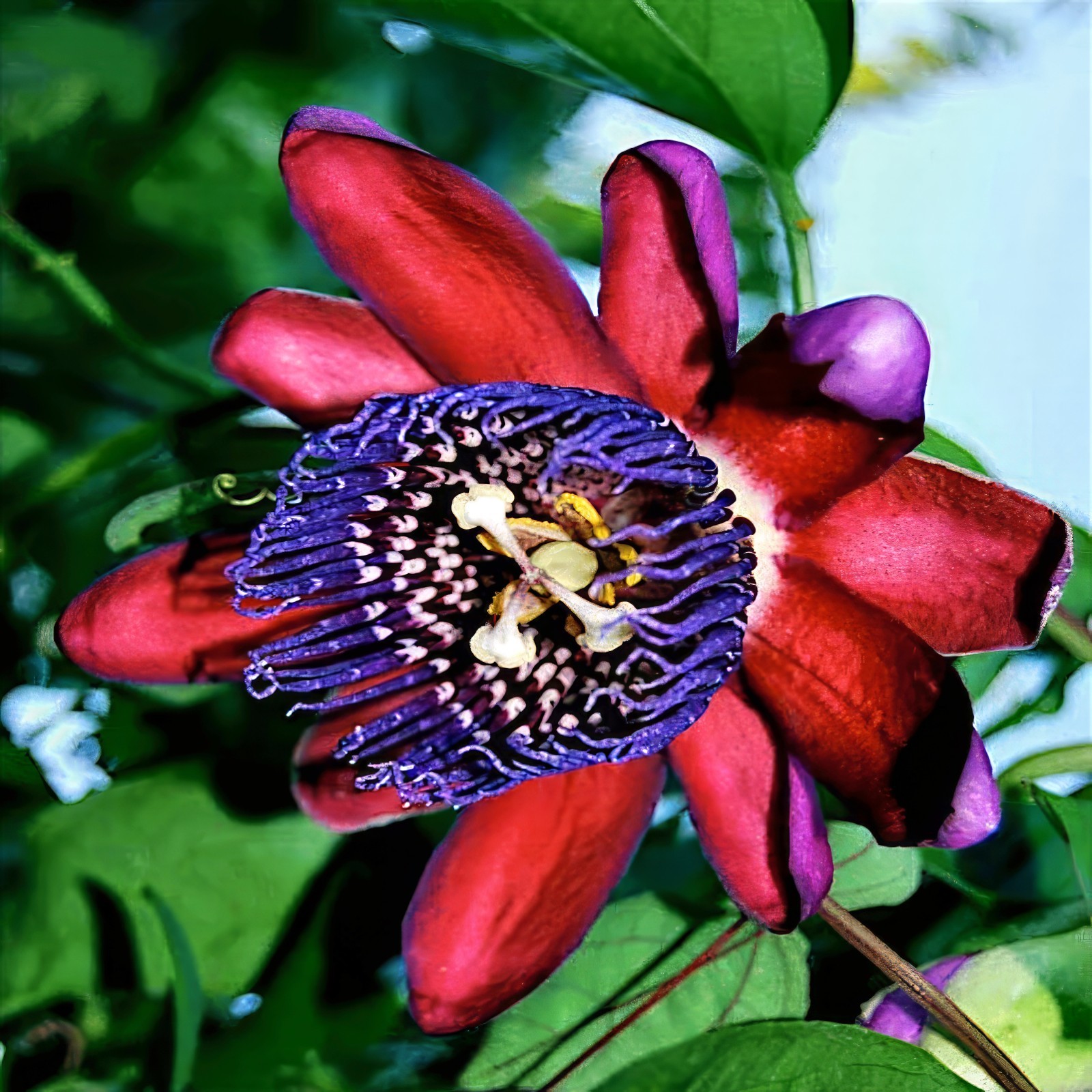 10 GIANT GRANADILLA SEEDS Passiflora quadrangularis Passionfruit Flower Plant
