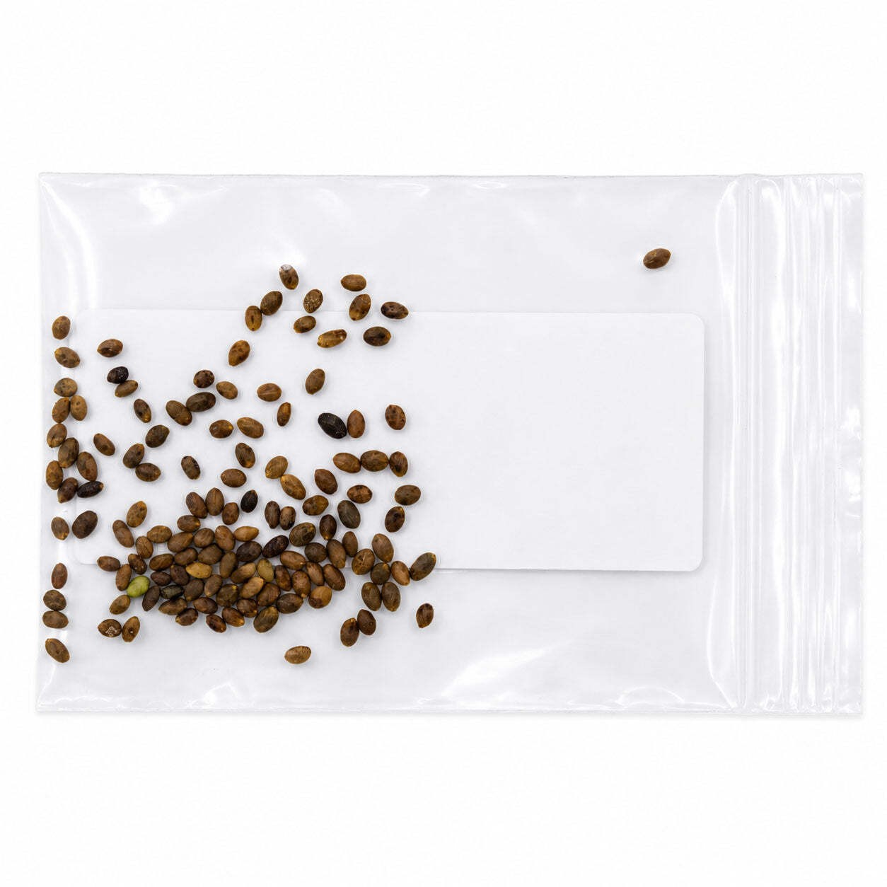 Mini Native Tall Hummingbird Seed Mix | Prairie Legacy Inc.