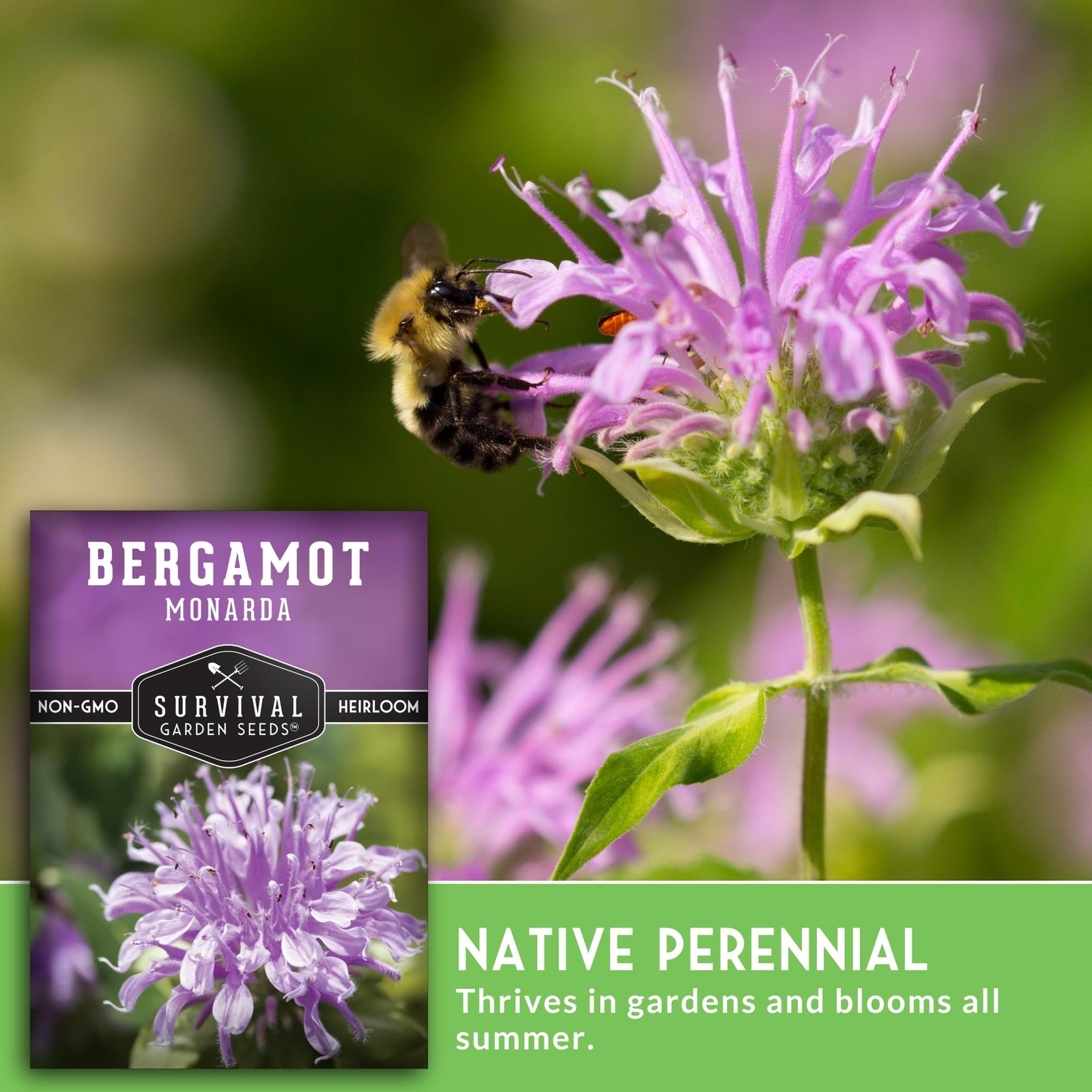 Bee Balm Seeds Wild Bergamot Perennial Native Flower Fragrant Medicinal 5 Packs