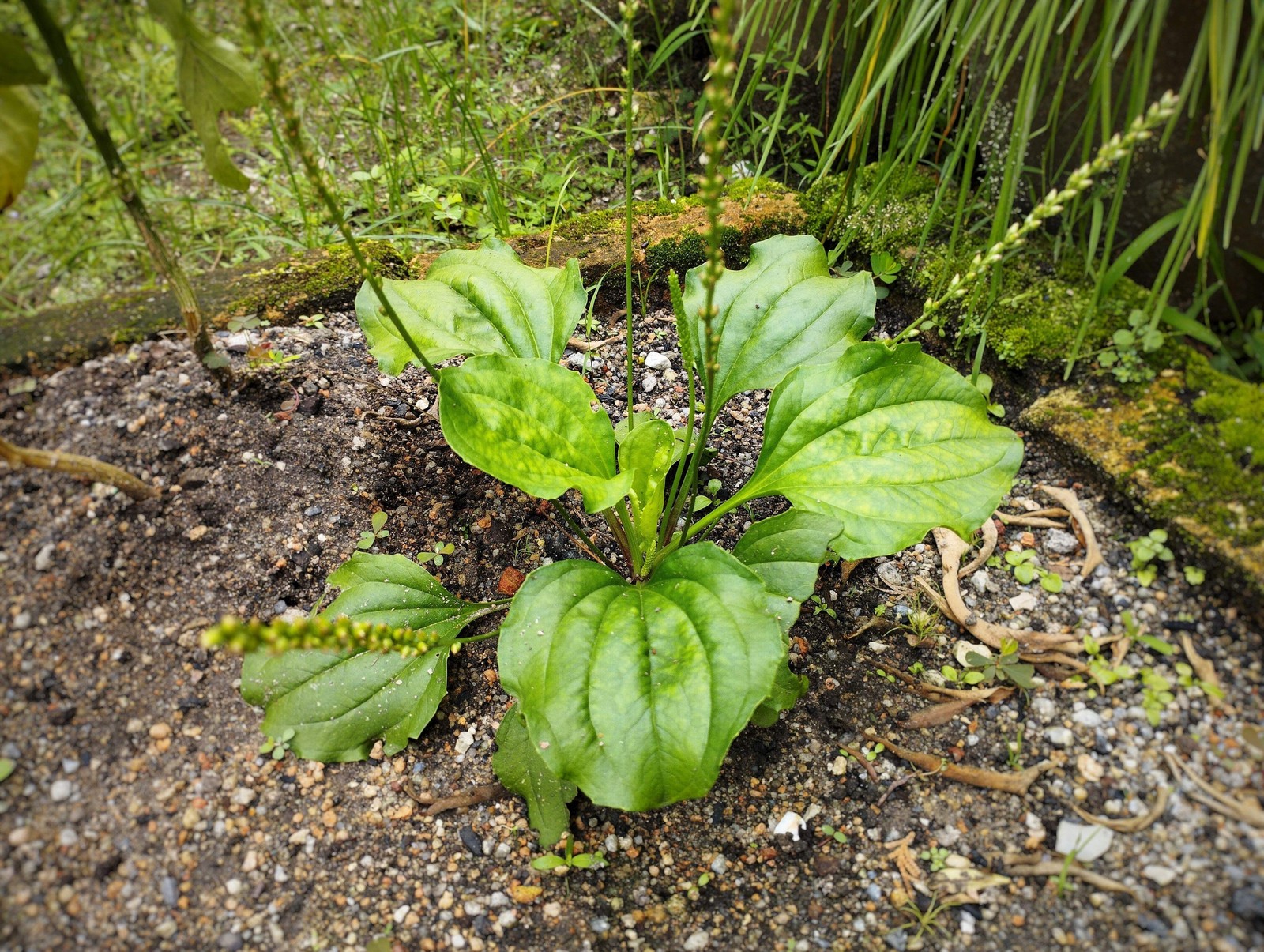 1000 CHINESE PLANTAIN Plantago Asiatica Herb Flower Seeds