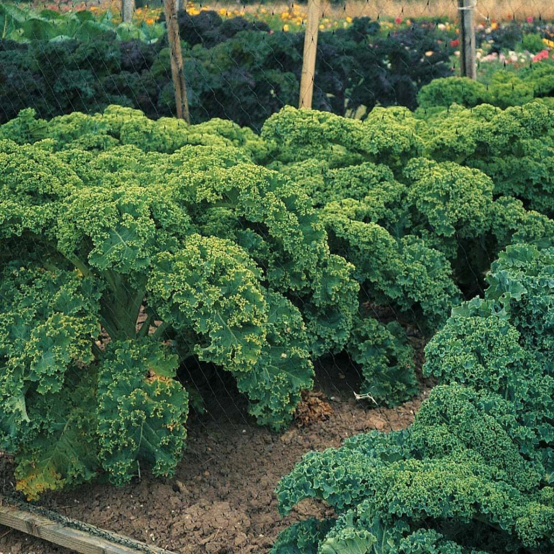 Fresh Blue Scotch Curled Kale Seeds | Heirloom Non-GMO | Fresh Vegetable Seeds