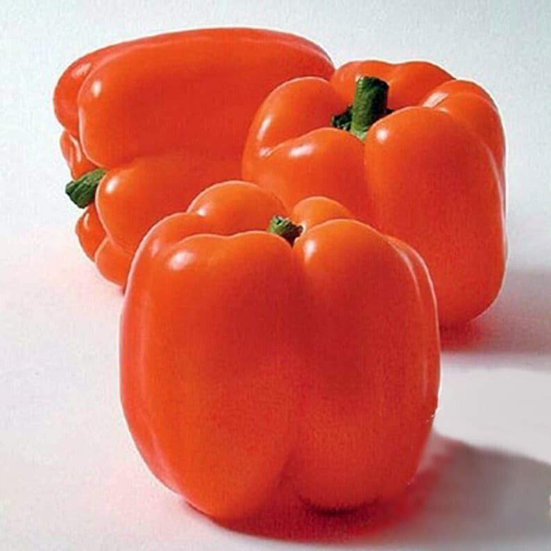 120+ Orange Sun Sweet Bell Pepper seeds – Heirloom – NON-GMO — FRESH