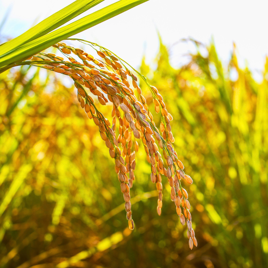 Fresh Yukihikari Rice Plant Seeds | Brown Rice | Heirloom Non-GMO | Grain Seeds