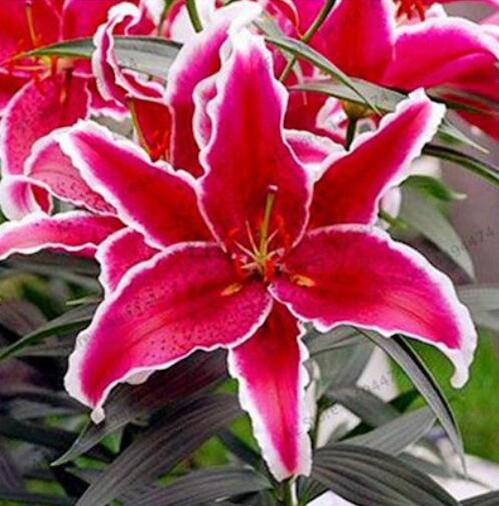 20 LILY FLOWER SEEDS rare exotic bloom blossom plant garden bush B germination