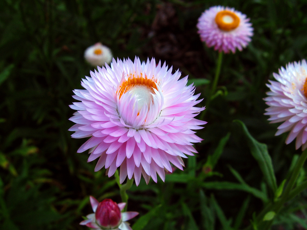 400 SEEDS – strawflower TALL DOUBLE MIX – GroCo USA – BUY ANY 15 – SHIPS FREE