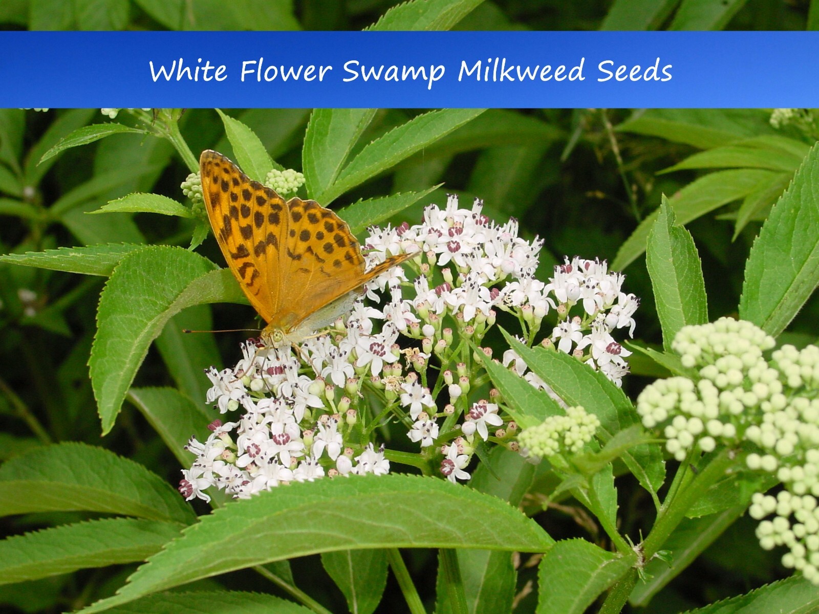 Flower Seeds- White Swamp Milkweed -20 Seeds-Annual- Perennial Wildflower
