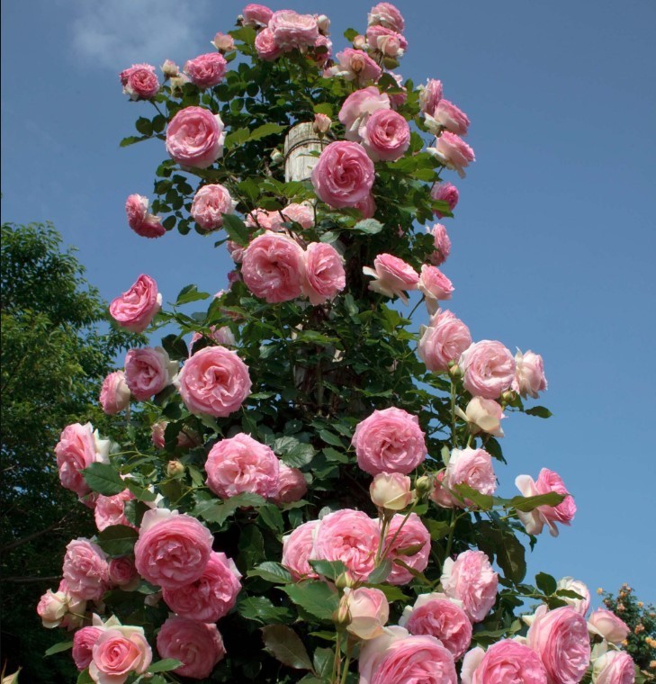 White Pink Eden Climbing Rose Seeds – Pack 30 Seeds – Rose Flower Gardening