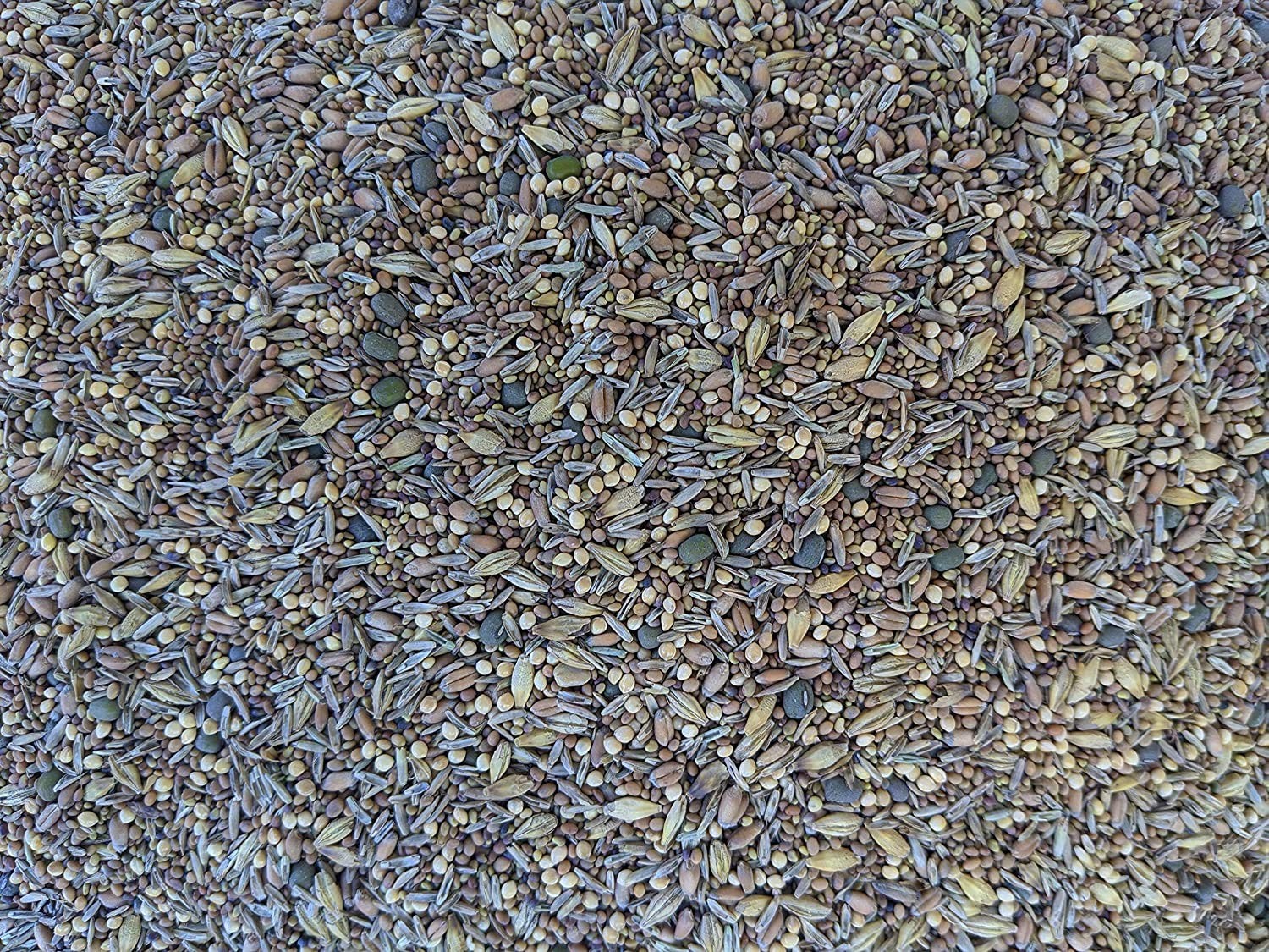 Chicken Pasture Forage Seeds Mix 5 lb Bag of Clovers, Grains & Fodder