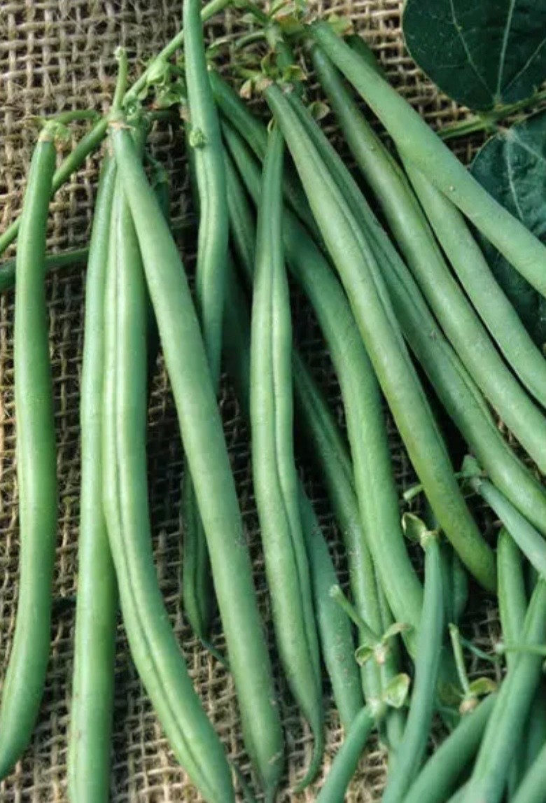 Fresh Tenderette Green Bean Seeds, Bush, Stringless, Crisp Tender Mild, 2026 USA