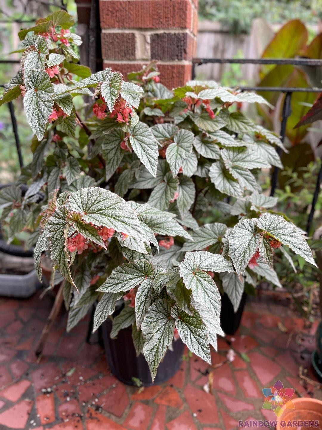 25+ White Angel Wing Begonia Seeds for Garden Planting – USA – FREE SHIPPING!