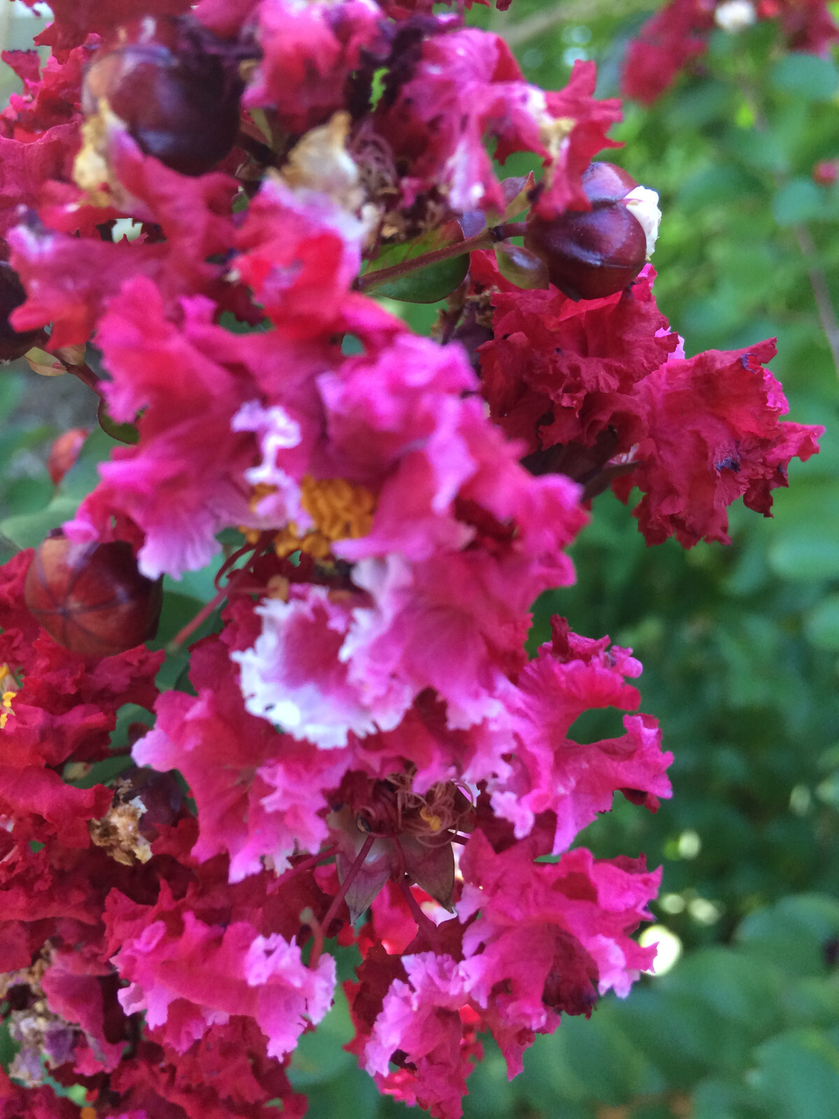 Crape Myrtle | Dwarf Strawberry Dazzle | 10 seeds