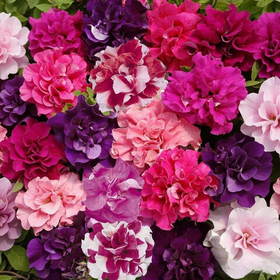 300+ Double Dwarf Petunia Seeds Mixed Colors, Perfect for Outdoor Gardens, B…