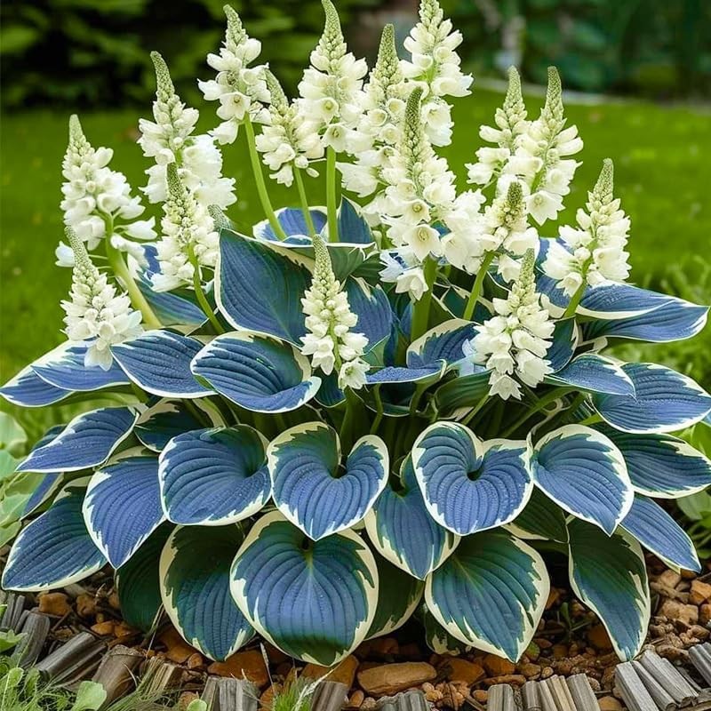 315+ Perennial Mix Color Hosta Seeds for Planting in Outdoor Garden